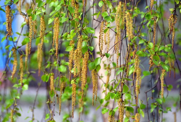 Береза повислая цветение