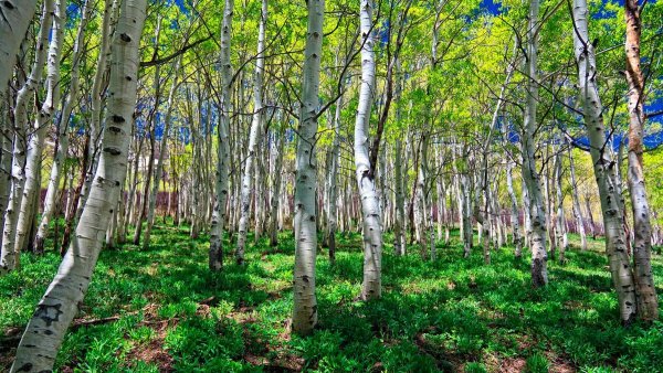 Березовая роща Кострома