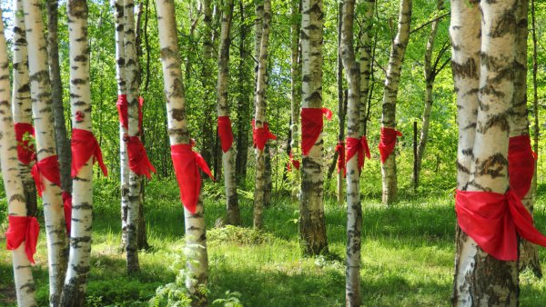 Цветы в березовой роще