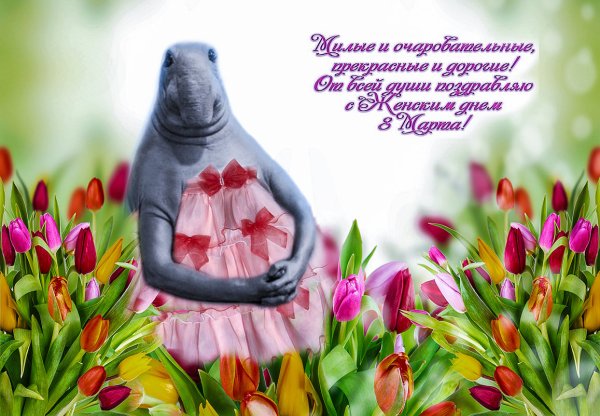 Ждун с цветами