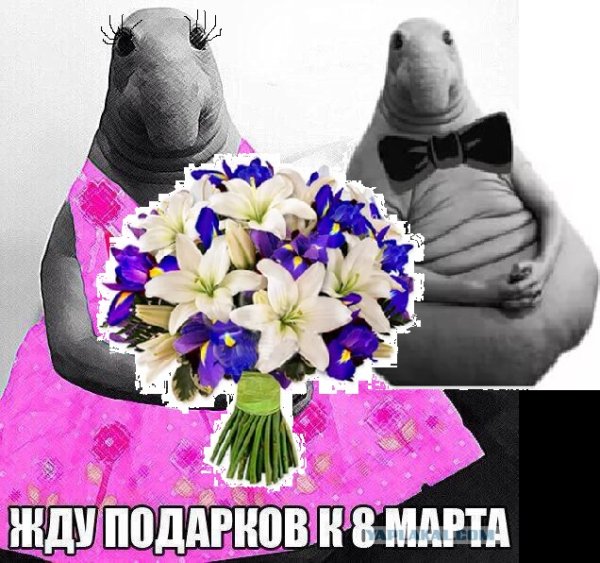 Ждун 8 марта