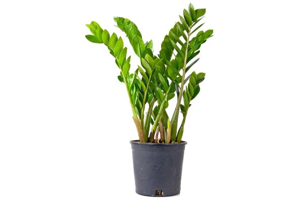 Замиокулькас замиелистный