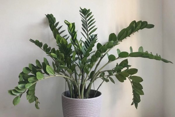 Замиокулькас долларовое дерево замиокулькас замиелистный