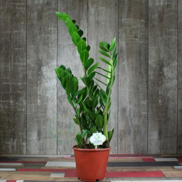 Замиокулькас долларовое