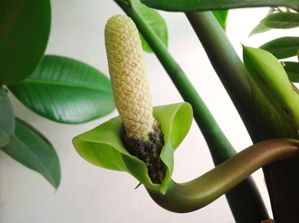 Замиокулькас ланцетовидный