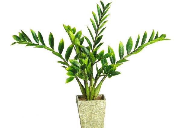 Замиокулькас цветок