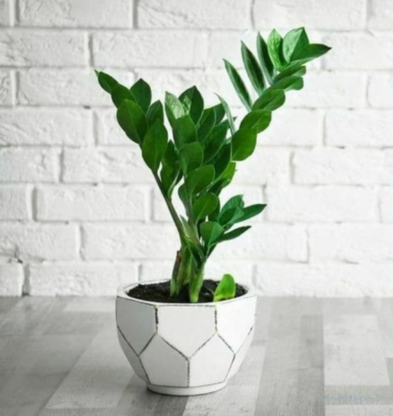 Замиокулькас долларовое