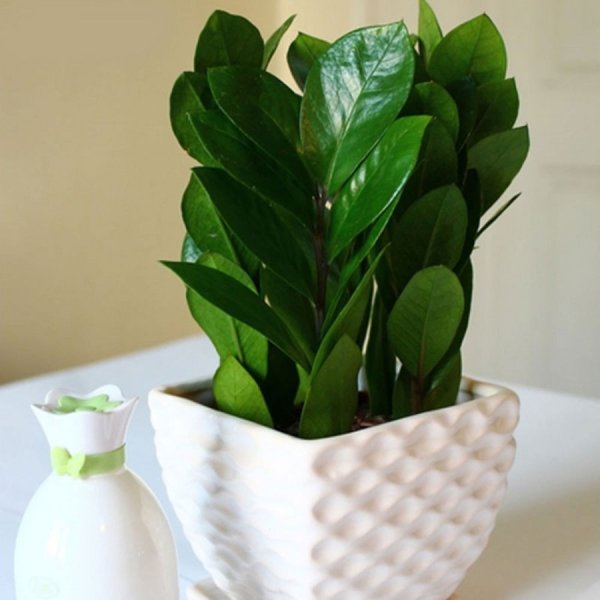 Замиокулькас замиелистный