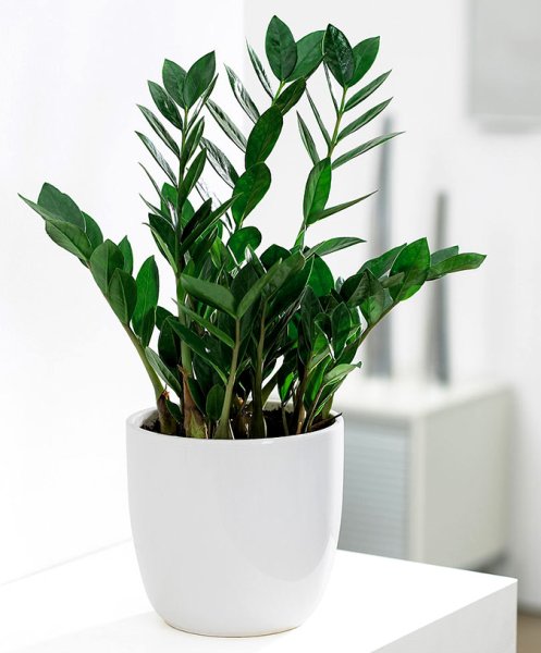 Замиокулькас замиелистный