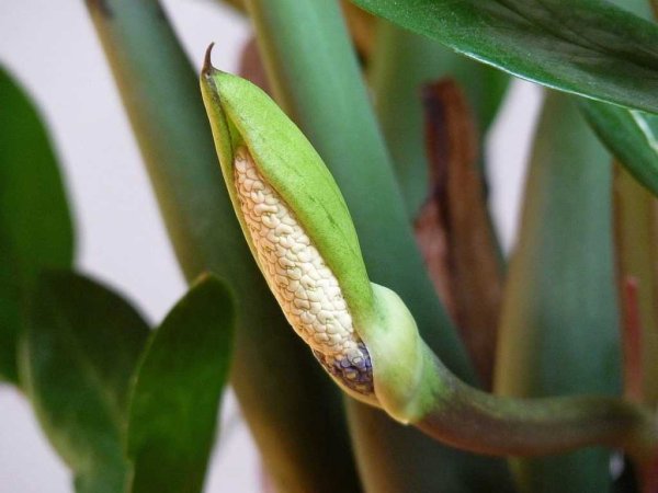 Замиокулькас цветет