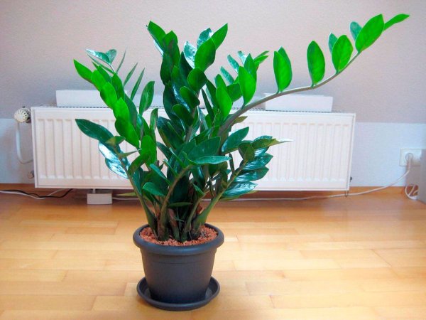 Замиокулькас цветок