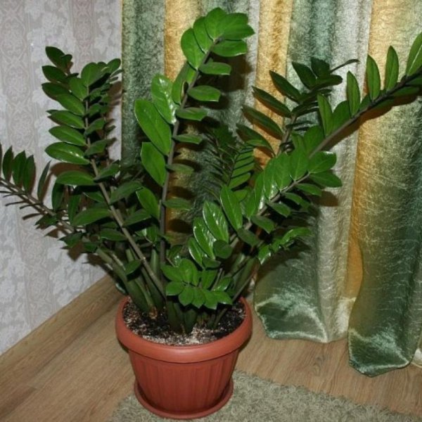 Замиокулькас zamiifolia