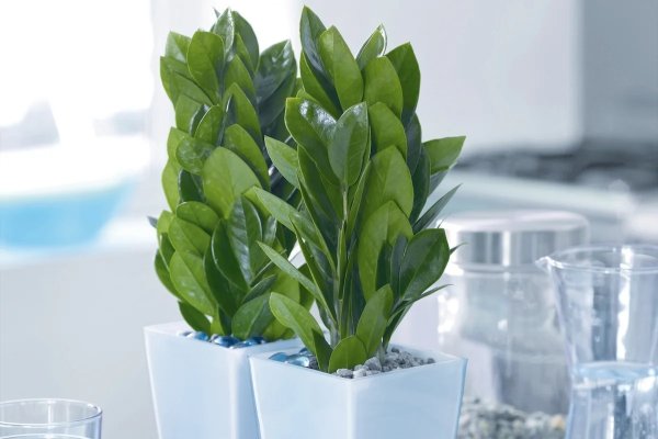 Замиокулькас Замифолия