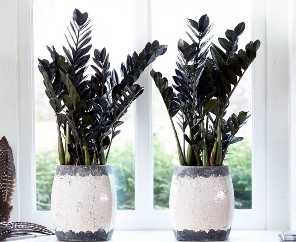 Замиокулькас замиелистный