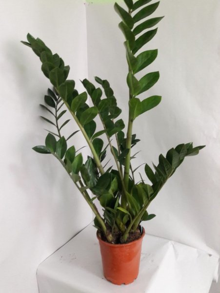 Замиокулькас долларовое