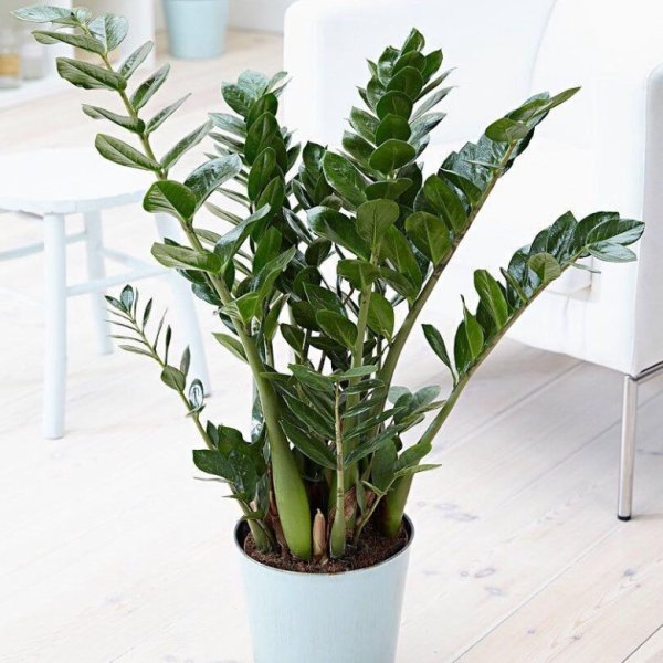 Замиокулькас долларовое