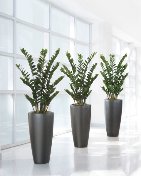 Замиокулькас цветок