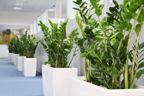 Замиокулькас Замифолия