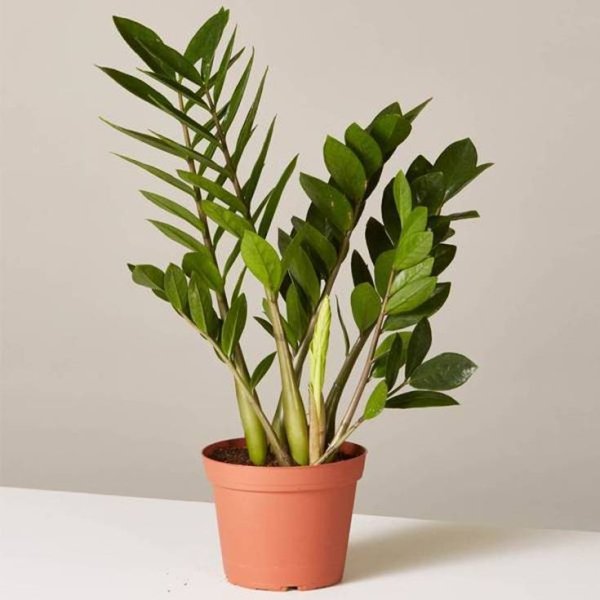 Замиокулькас замиелистный