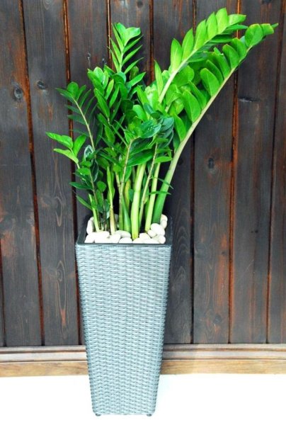 Замиокулькас Замифолия