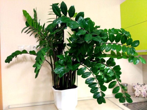 Замиокулькас ланцетовидный