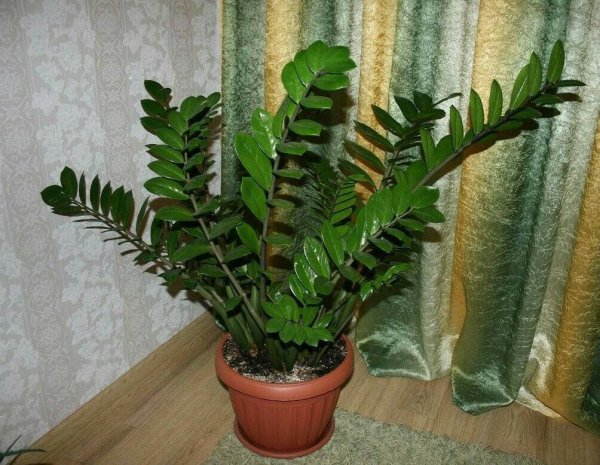 Замиокулькас ланцетовидный