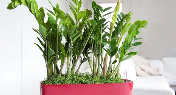 Замиокулькас Зензи