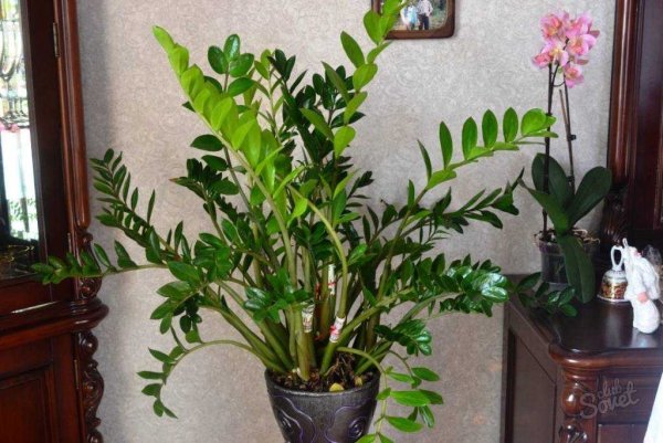 Замиокулькас замиелистный