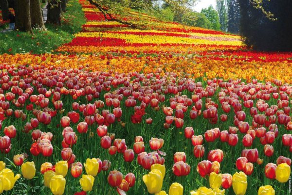 Тюльпаны на острове Майнау