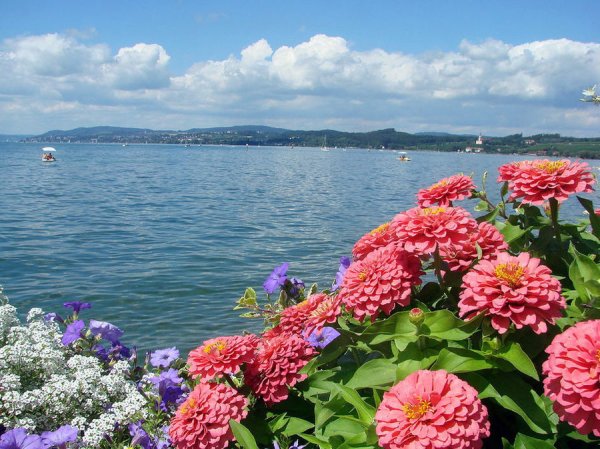 Боденское озеро растительность