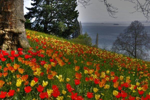 Тюльпаны на острове Майнау