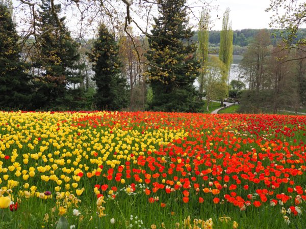 Остров цветов Майнау (Юг Германии, Боденское озеро)