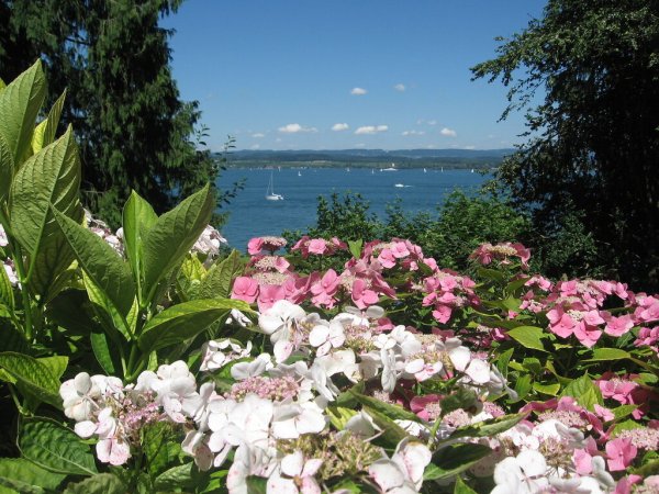 Остров растений