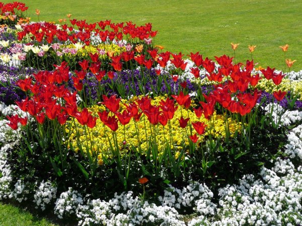 Майнау георгинов