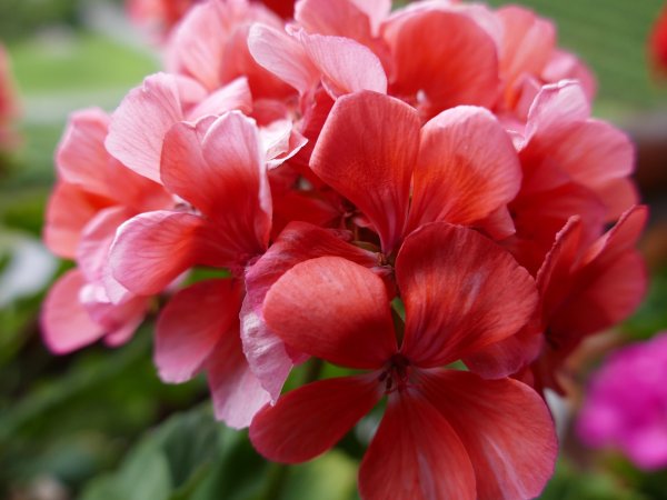 Пеларгония Таира Злата