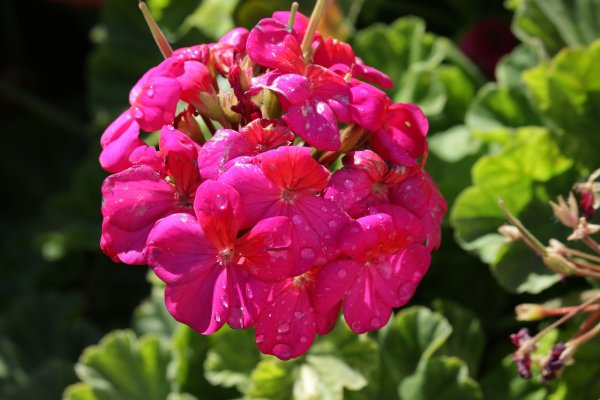 Герань (Geranium)