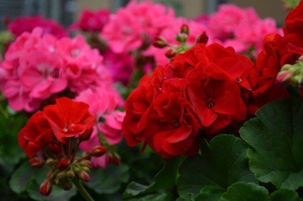 Растение пеларгония