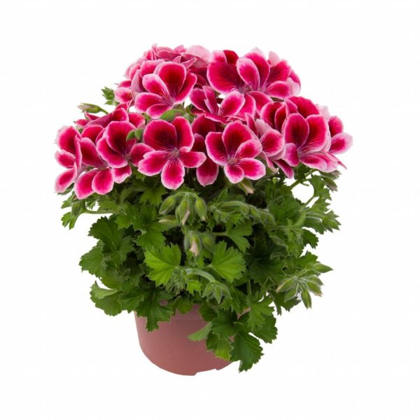 Пеларгония грандифлора d 12