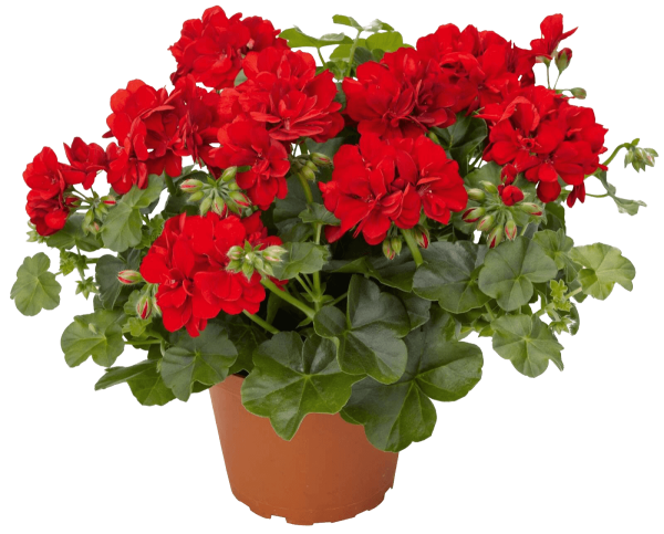 Пеларгония зональная contrast