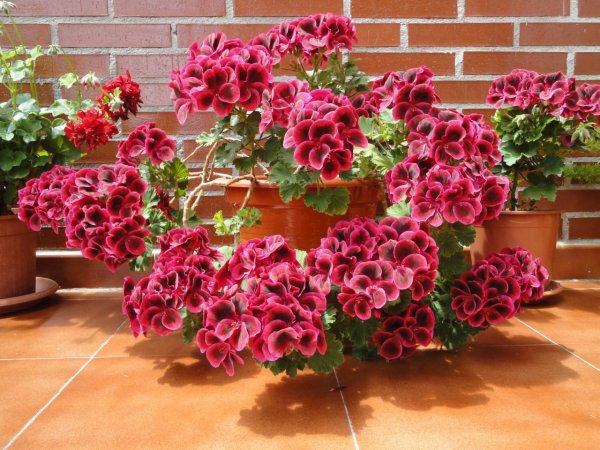 Пеларгония герань