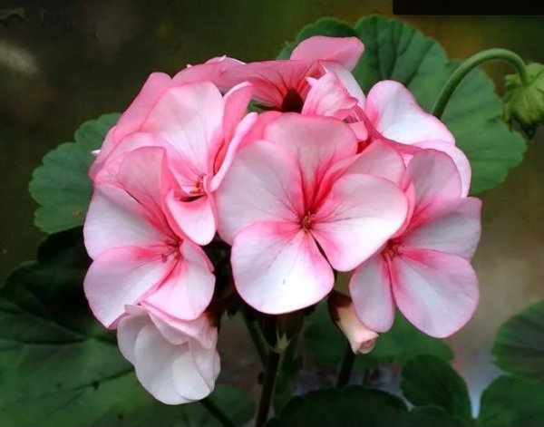 Пеларгония крупнолистовая