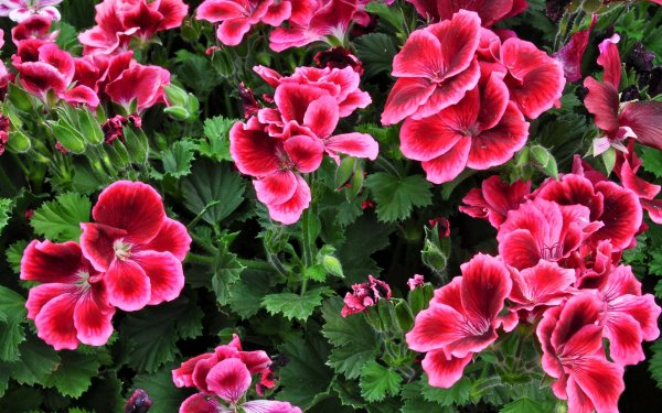 Пеларгония Pelargonium Florella Magenta