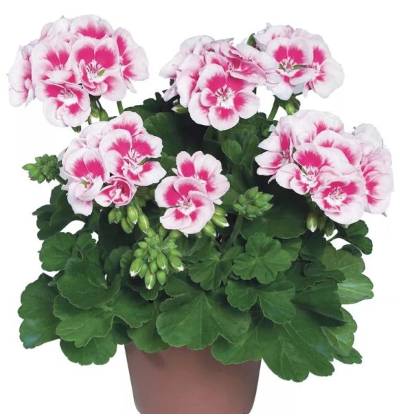 Пеларгония Flower Fairy White Splash