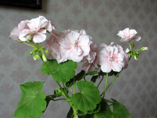 Пеларгония плосколистная