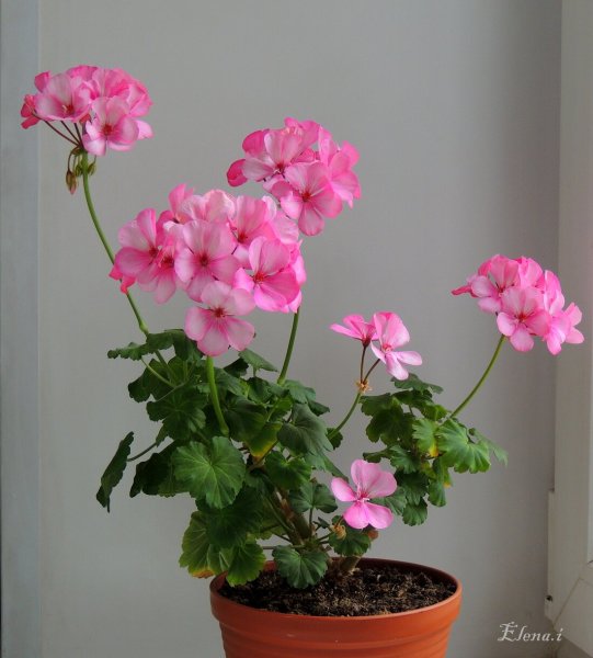 Пеларгония герань