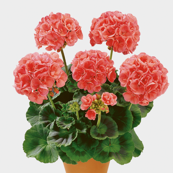 Пеларгония герань зональная