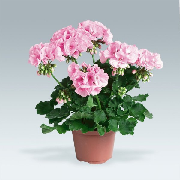 Пеларгония Pac Stefania