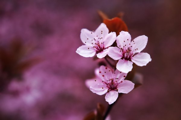 Цветы вишня Сакура