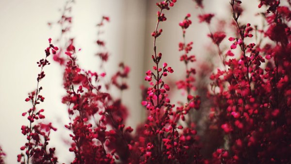 Астильба Burgundy Red