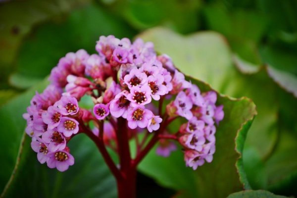 Бадан толстолистный Bergenia crassifolia